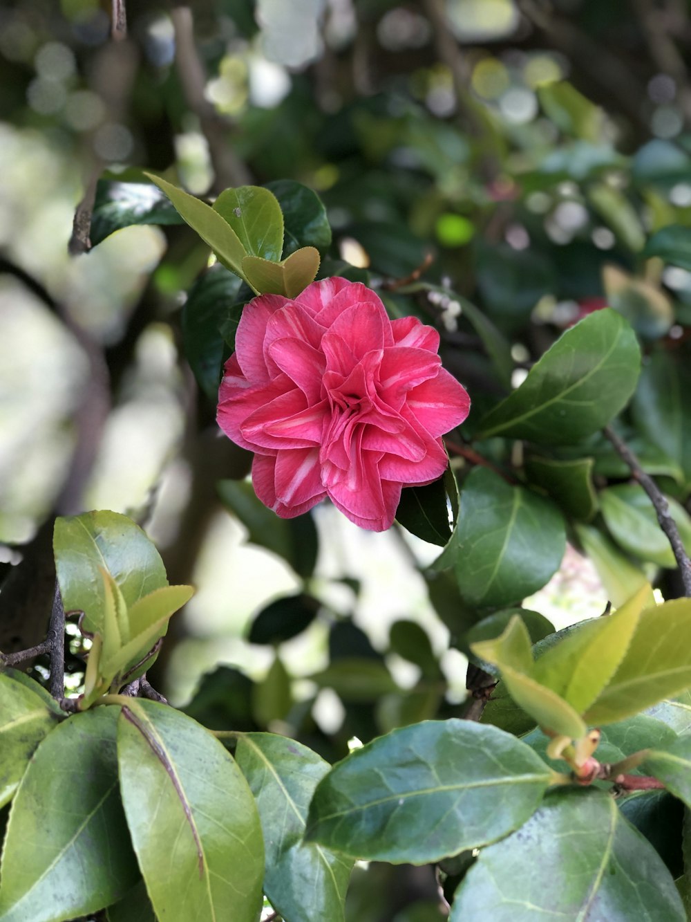 red cluster flower