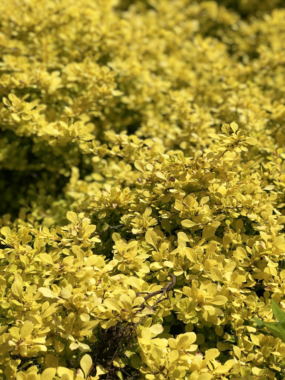 close view of yellow shrubs