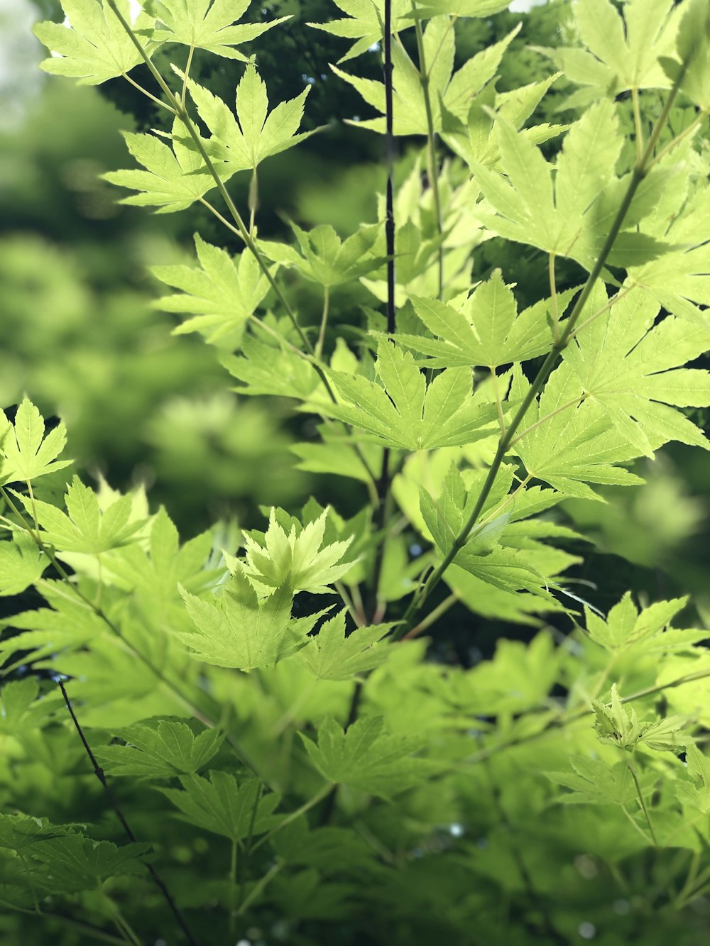 palmate green leaves