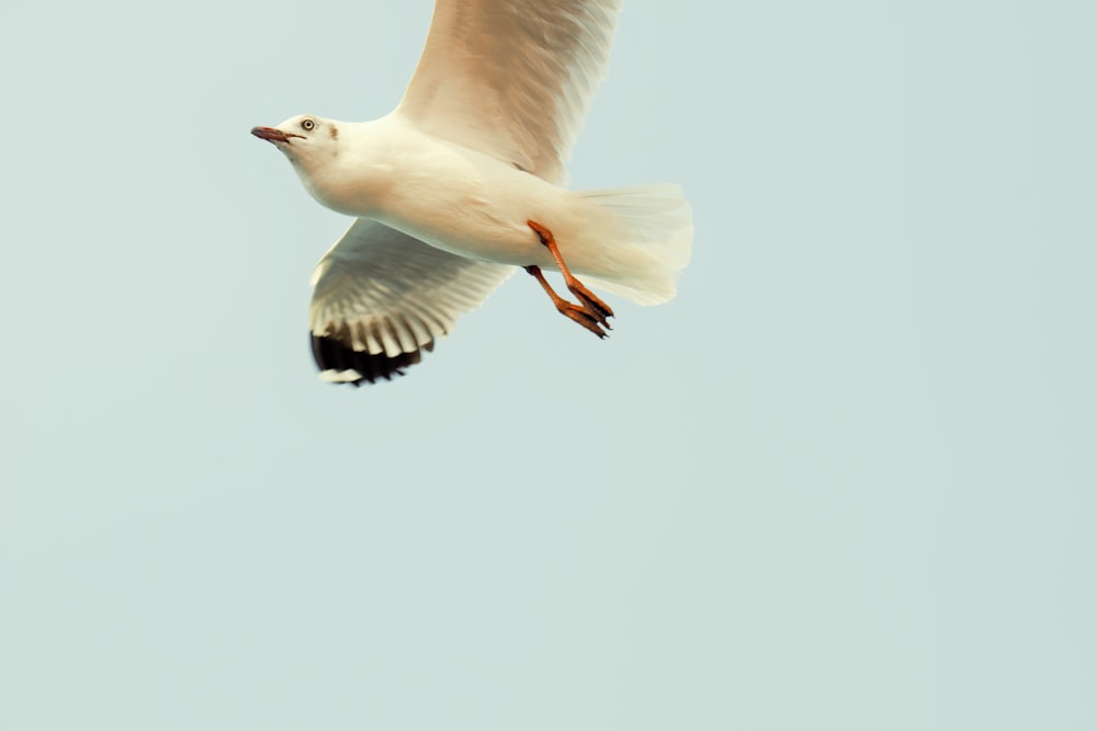 white and black seagull in flight