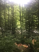 Tall evergreen trees densely populate a lush forest setting with sunlight filtering through the canopy. The forest floor is covered with ferns and underbrush, and there are cut logs visible, indicating recent tree felling.