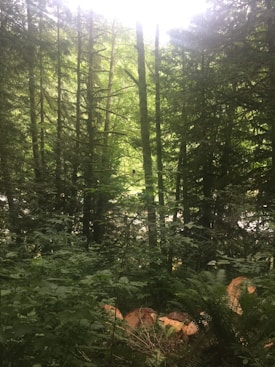 Tall evergreen trees densely populate a lush forest setting with sunlight filtering through the canopy. The forest floor is covered with ferns and underbrush, and there are cut logs visible, indicating recent tree felling.