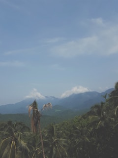 A lush, green landscape filled with palm trees under a clear blue sky. Rolling mountains in the background are partially obscured by low-hanging clouds, creating a sense of depth and tranquility.