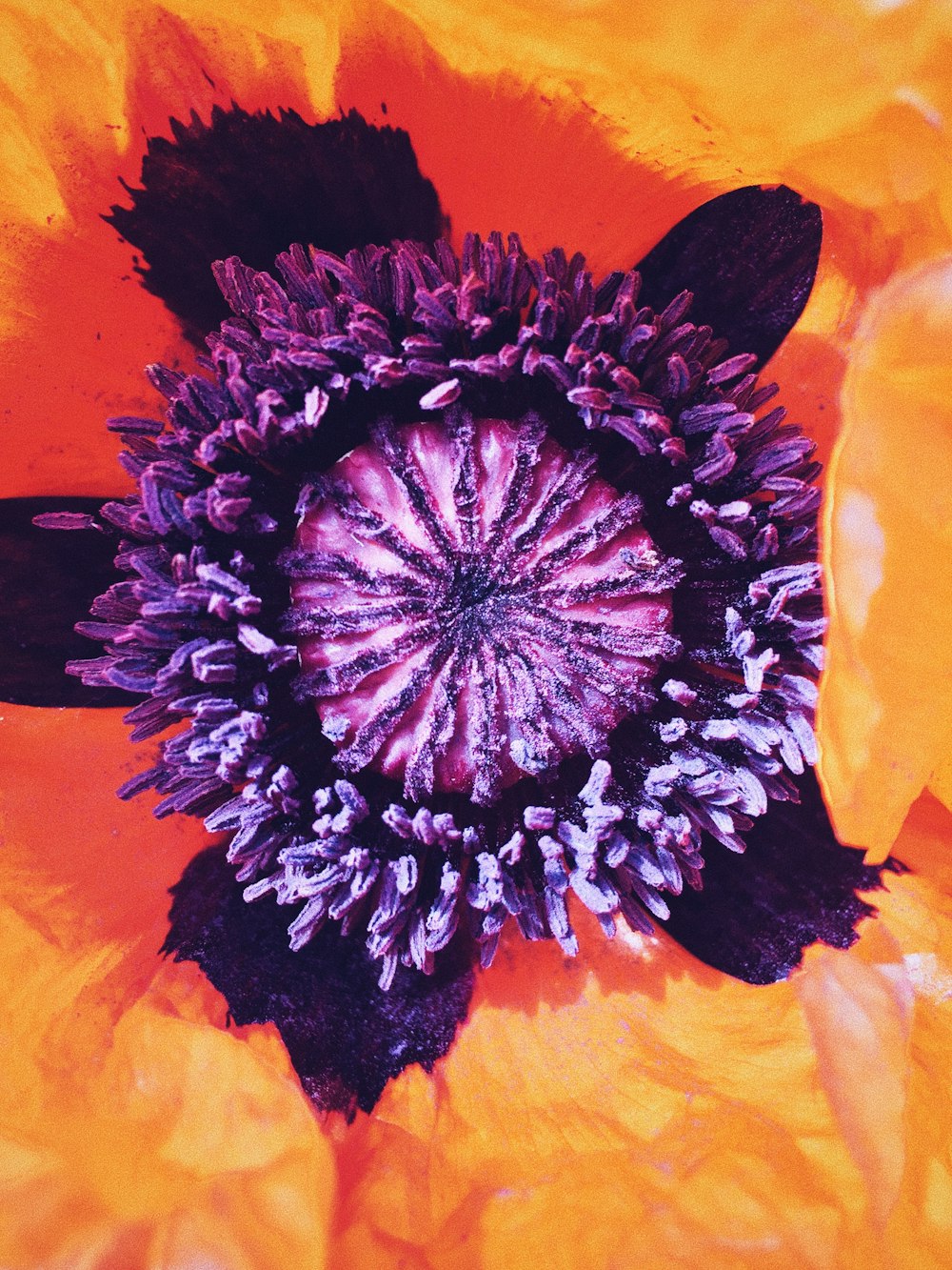 orange and violet petaled flower