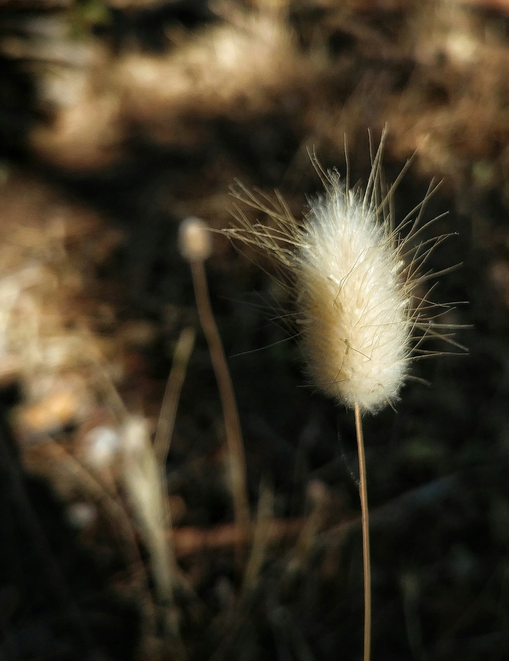 weiße Blütenblattblume in Nahaufnahme