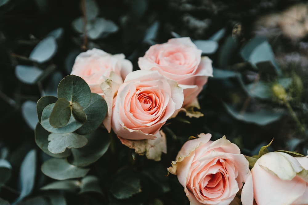 pink rose flowers on selective focus photography