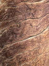 brown tree bark