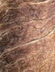 brown tree bark