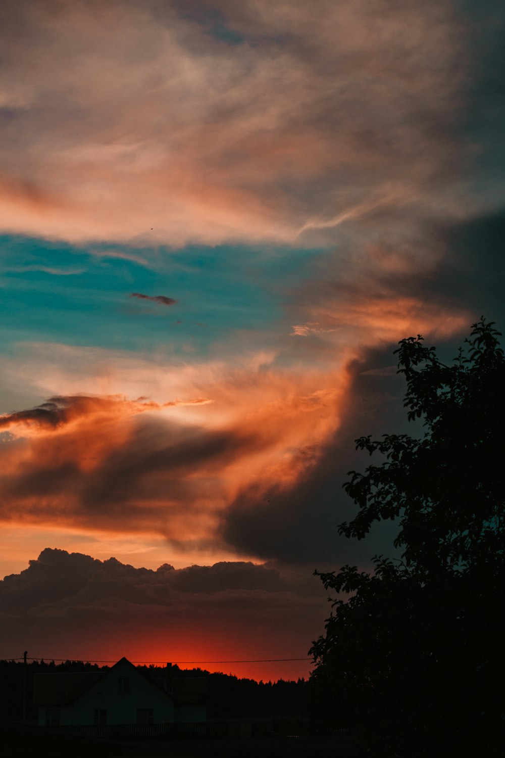 silhouette photography of tree during golden hour