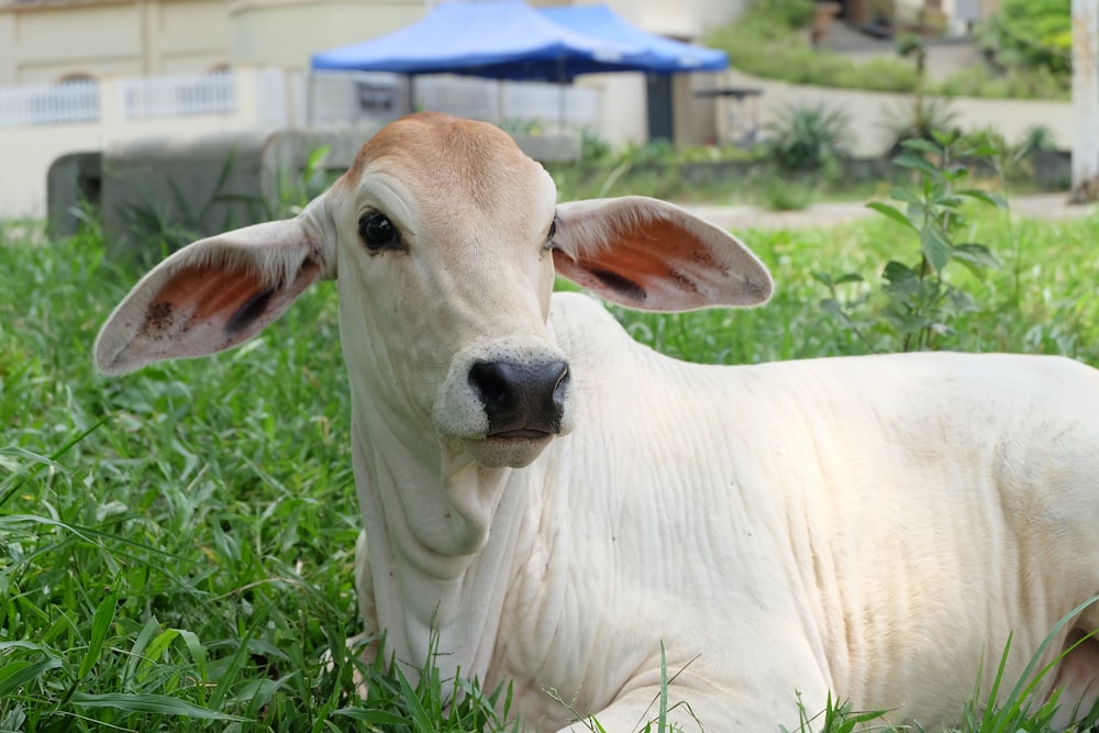 white coated cow