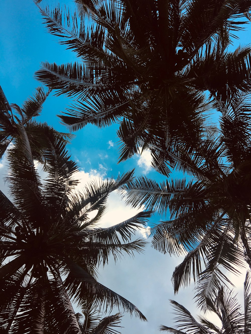 green palm trees across blue sky