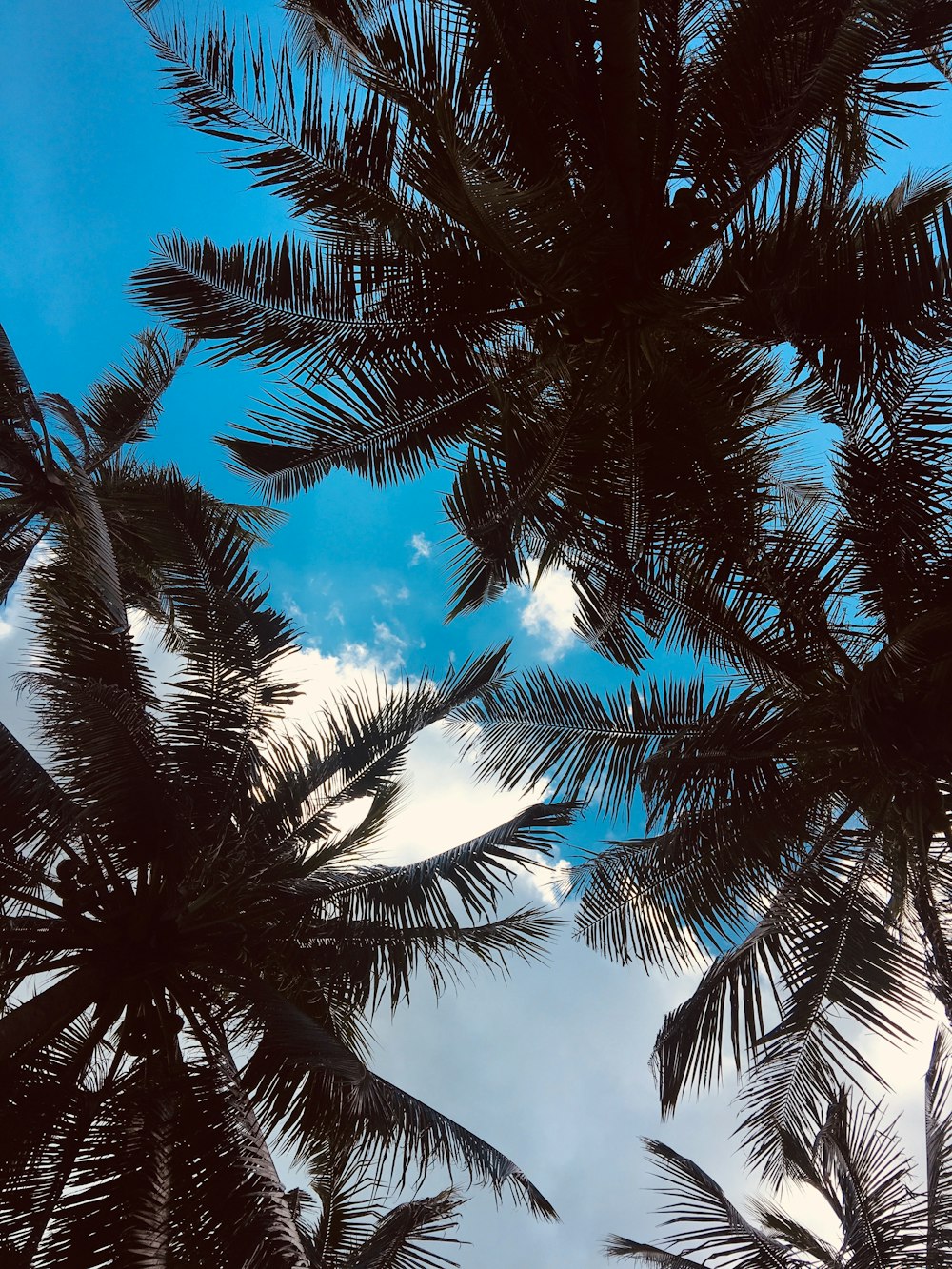 palmiers verts dans le ciel bleu