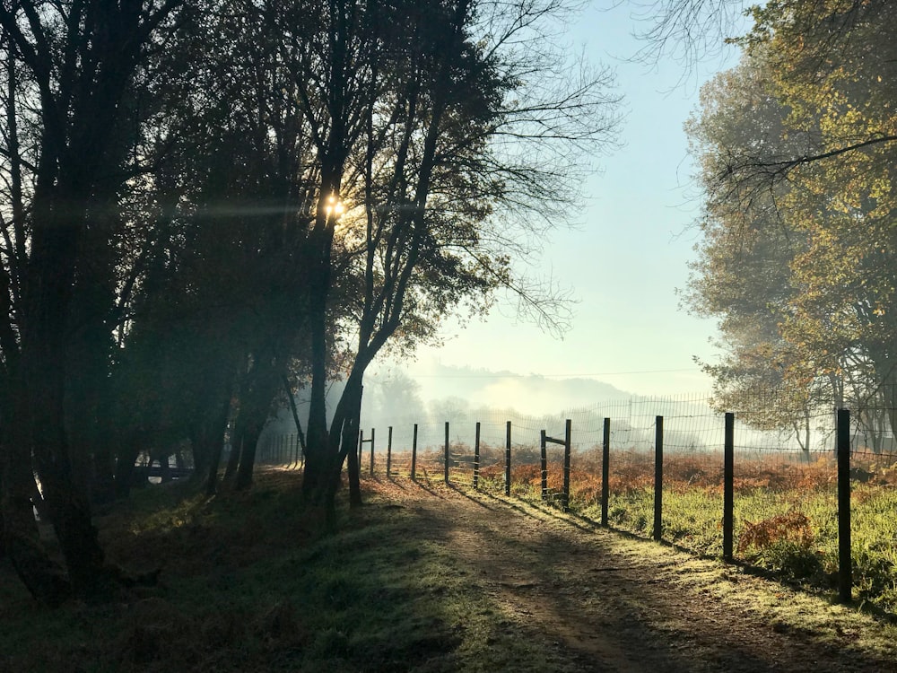 wooden fences near road and green trees at daytime