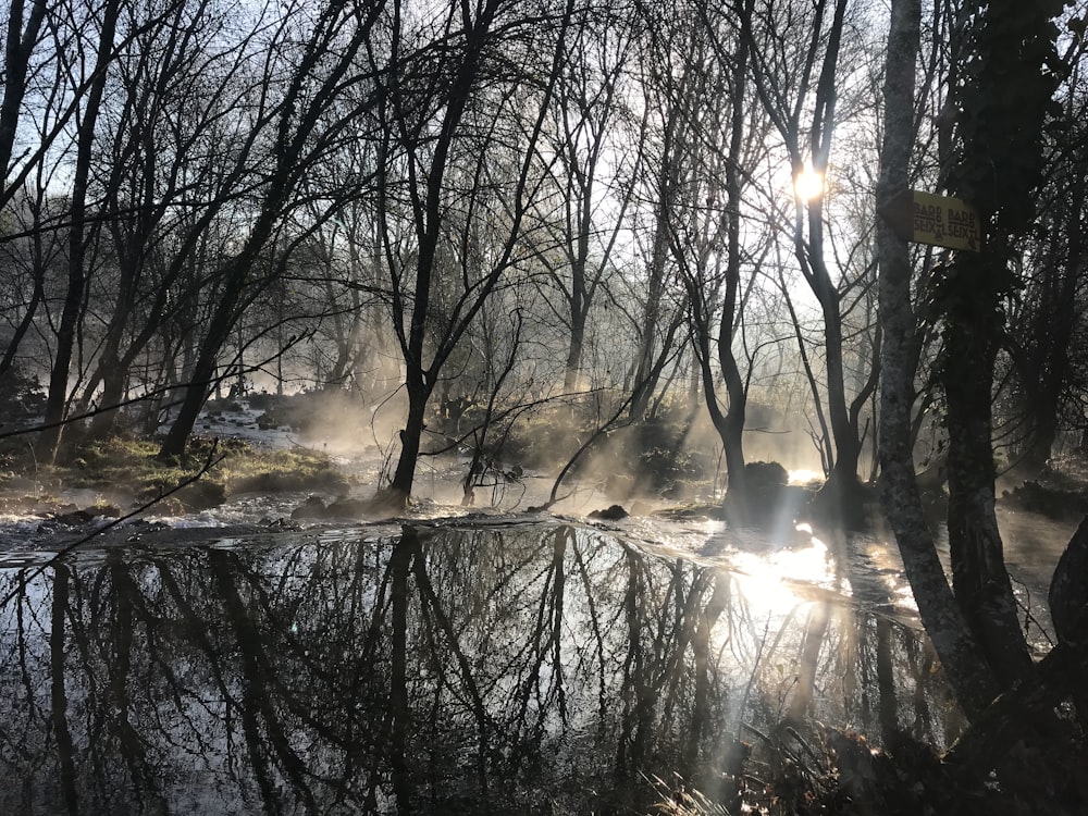 reflection of trees on body of water during daytime