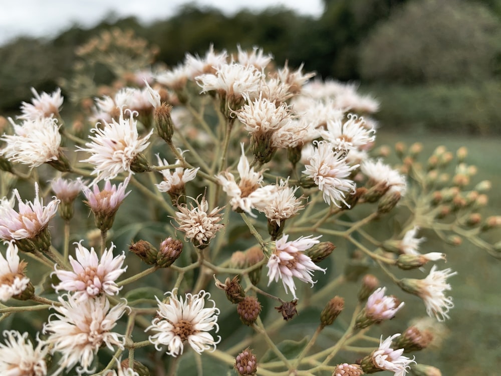 white petaled flowers