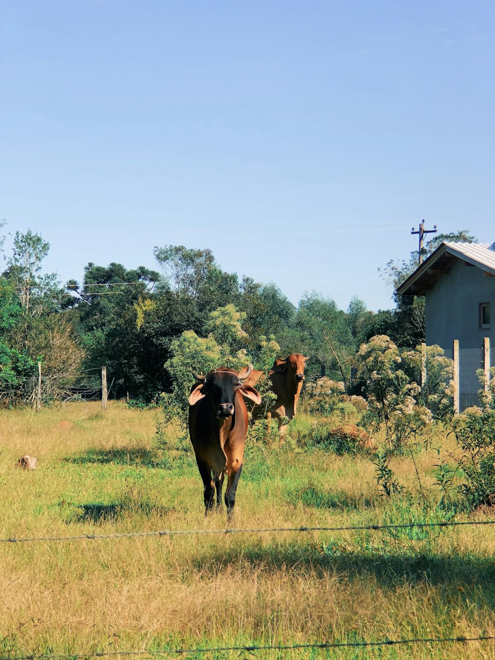 two brown cattles on green grass during daytime