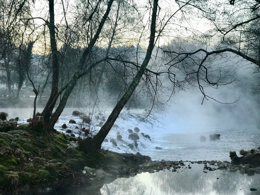 body of water near trees