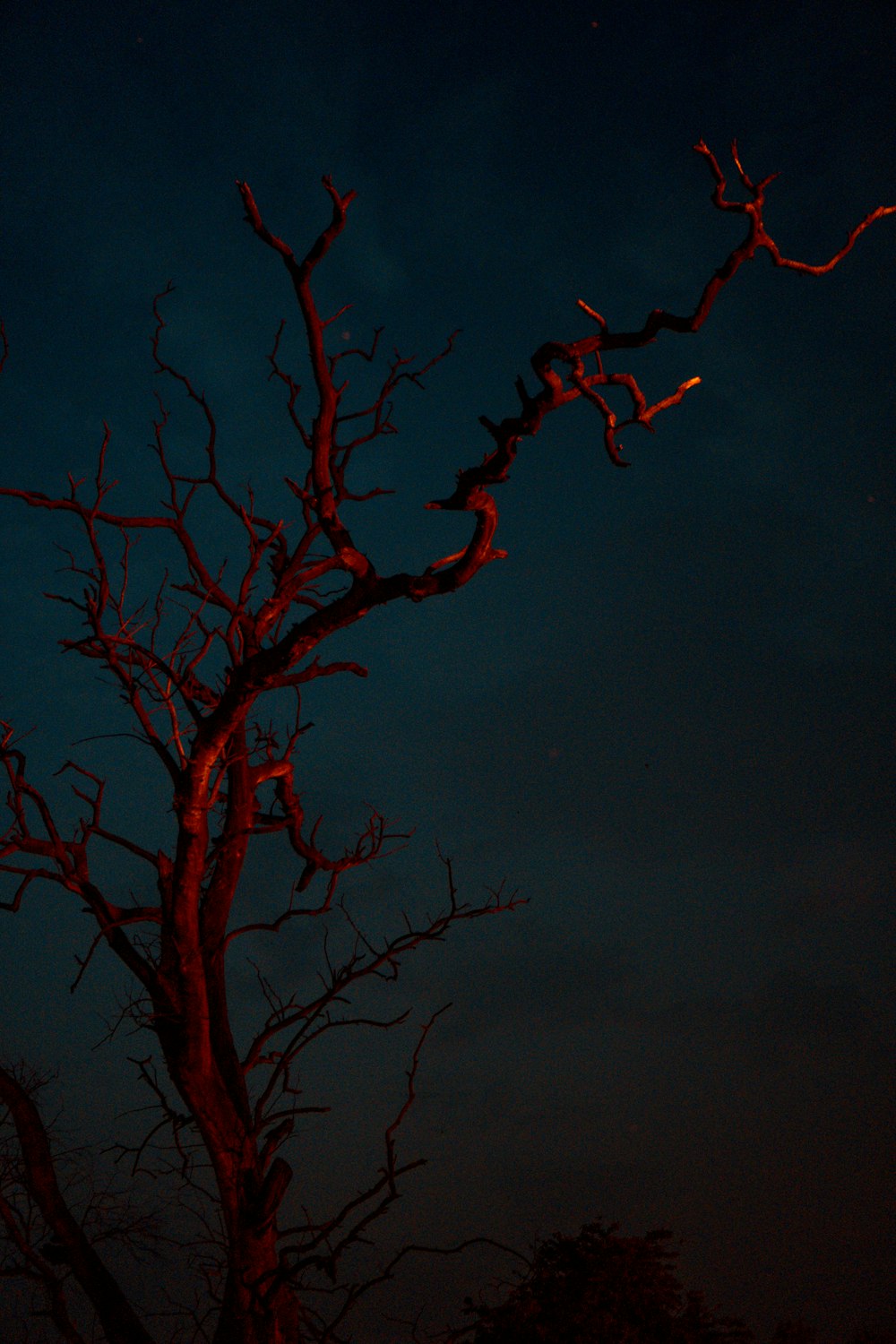 roter kahler Baum in der Nacht