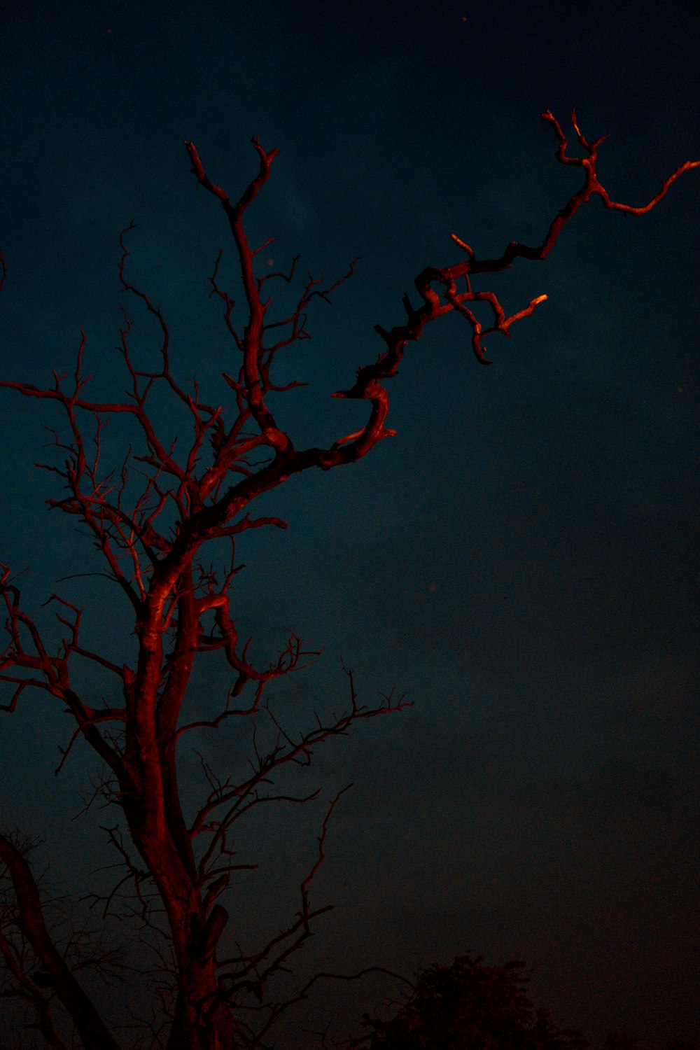 albero nudo rosso durante la notte