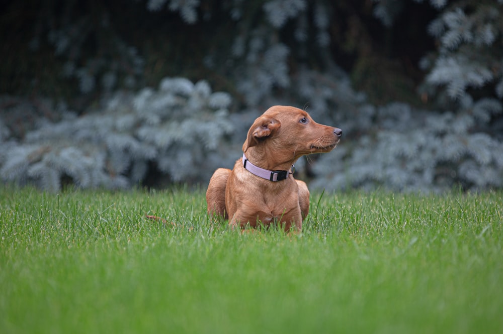 brown dog on green grass