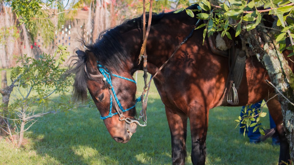 brown horse near green-leafed plant