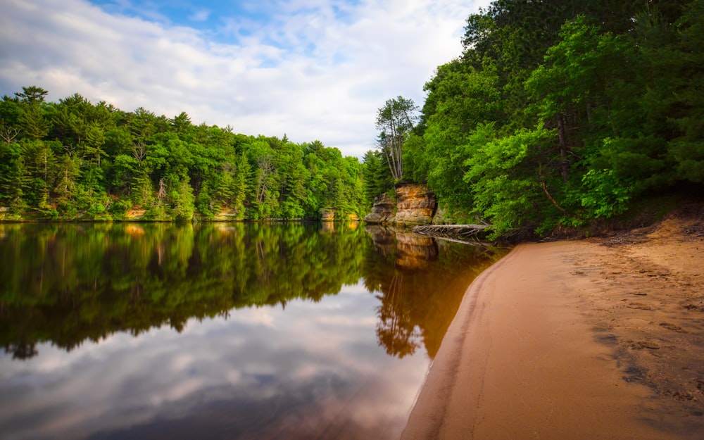 trees near lake