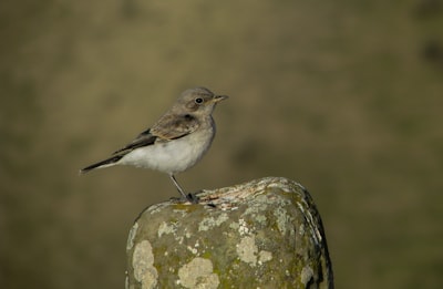 close-up photo of brown bird standing on rock