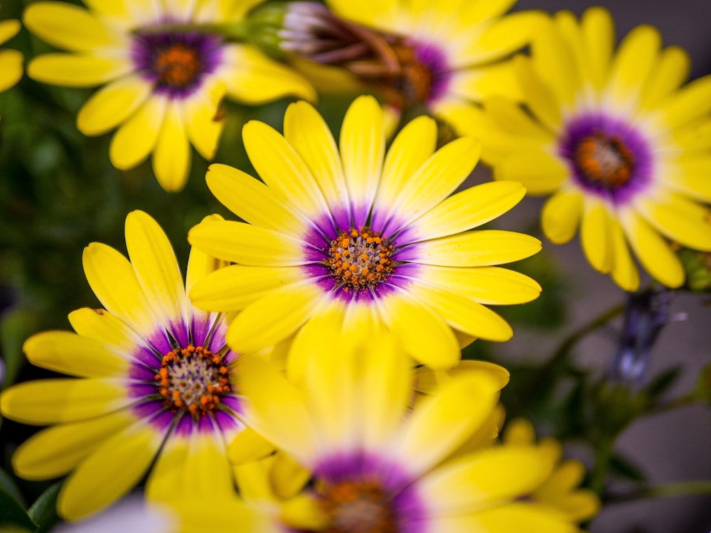 close up photography of yellow-petaled flowers