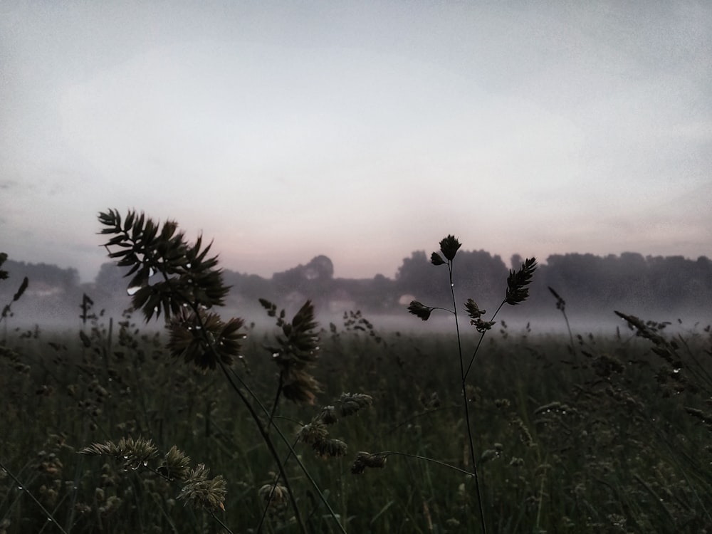 green grassland across foggy forest