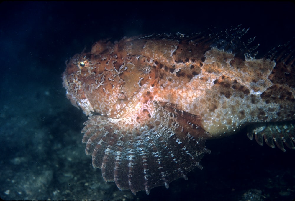 Fotografia de close-up de peixe leão marrom