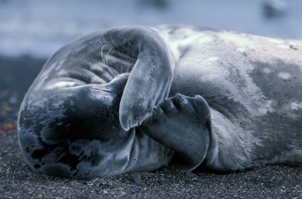 Seal pup