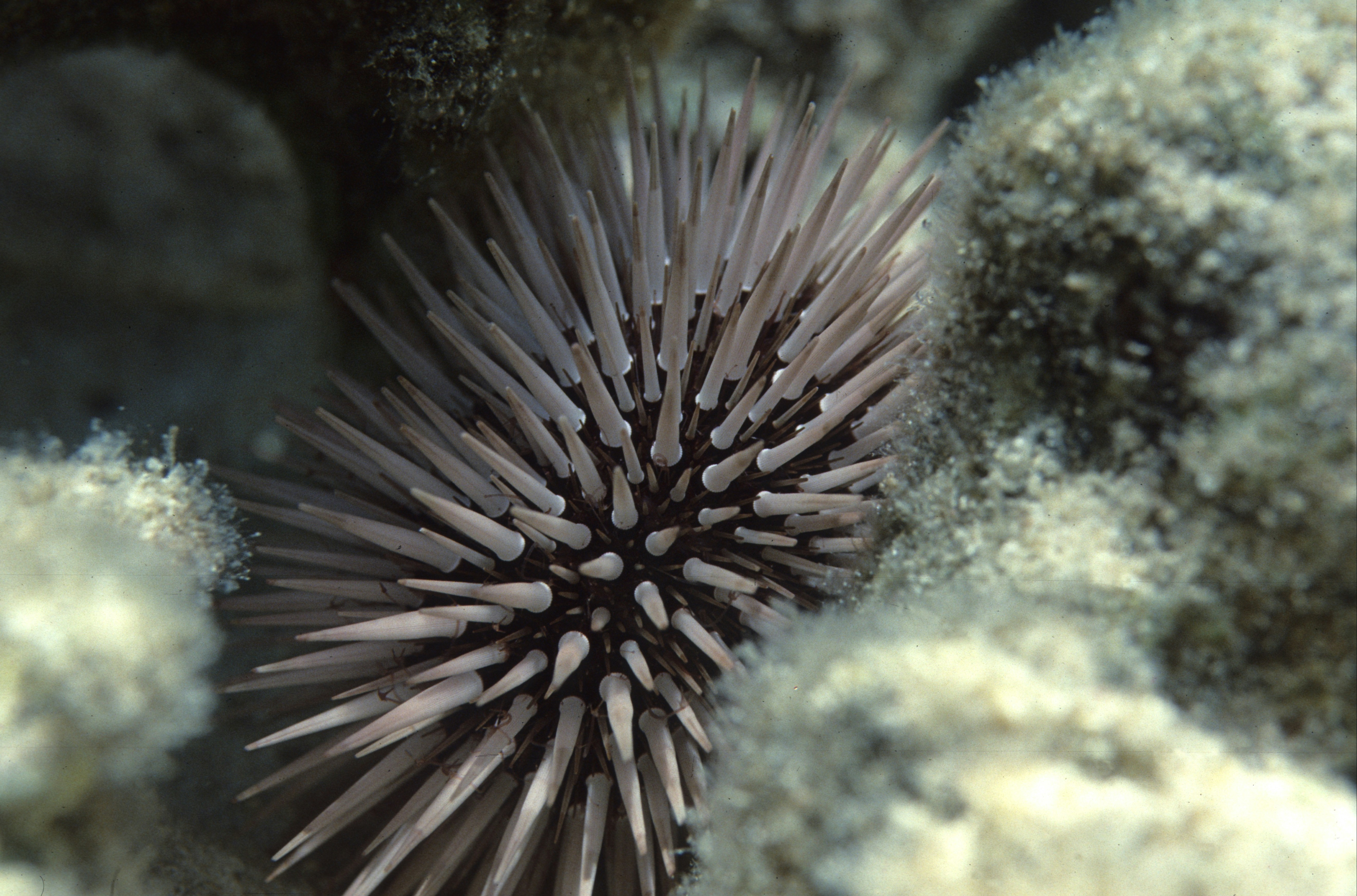 Sea Urchin Pictures Download Free Images On Unsplash