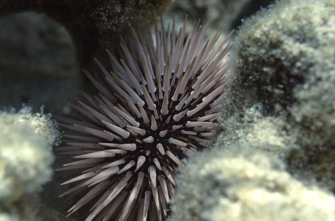 One Tree Reef. Sea urchin (Echinometra mathaei). 