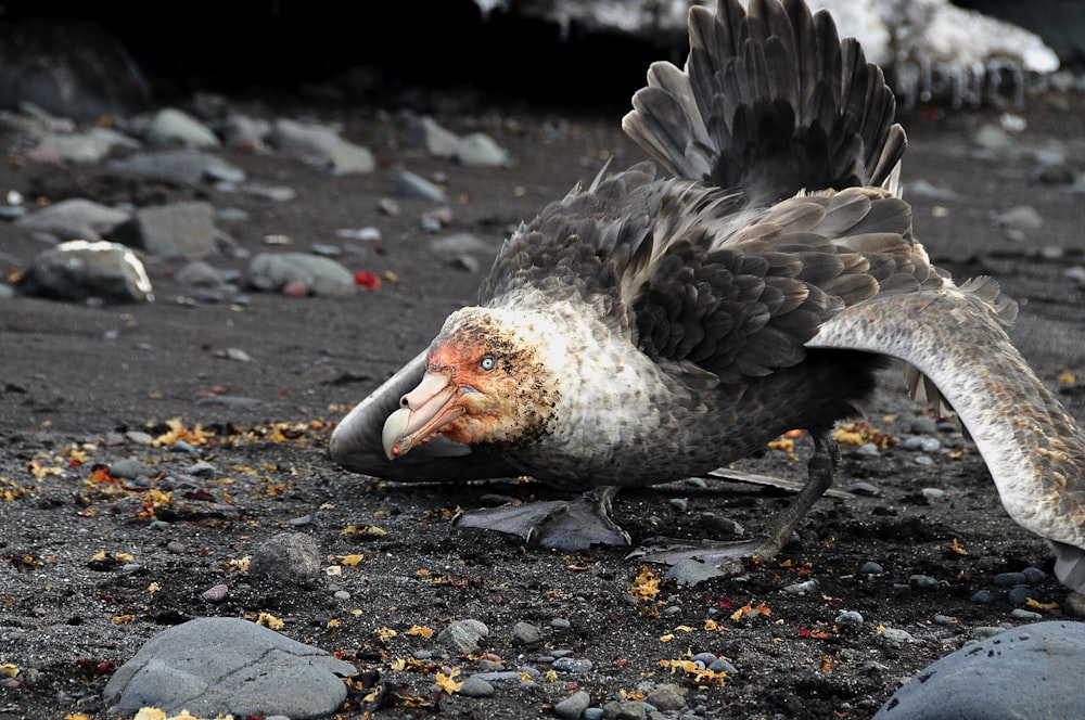 giant petrel