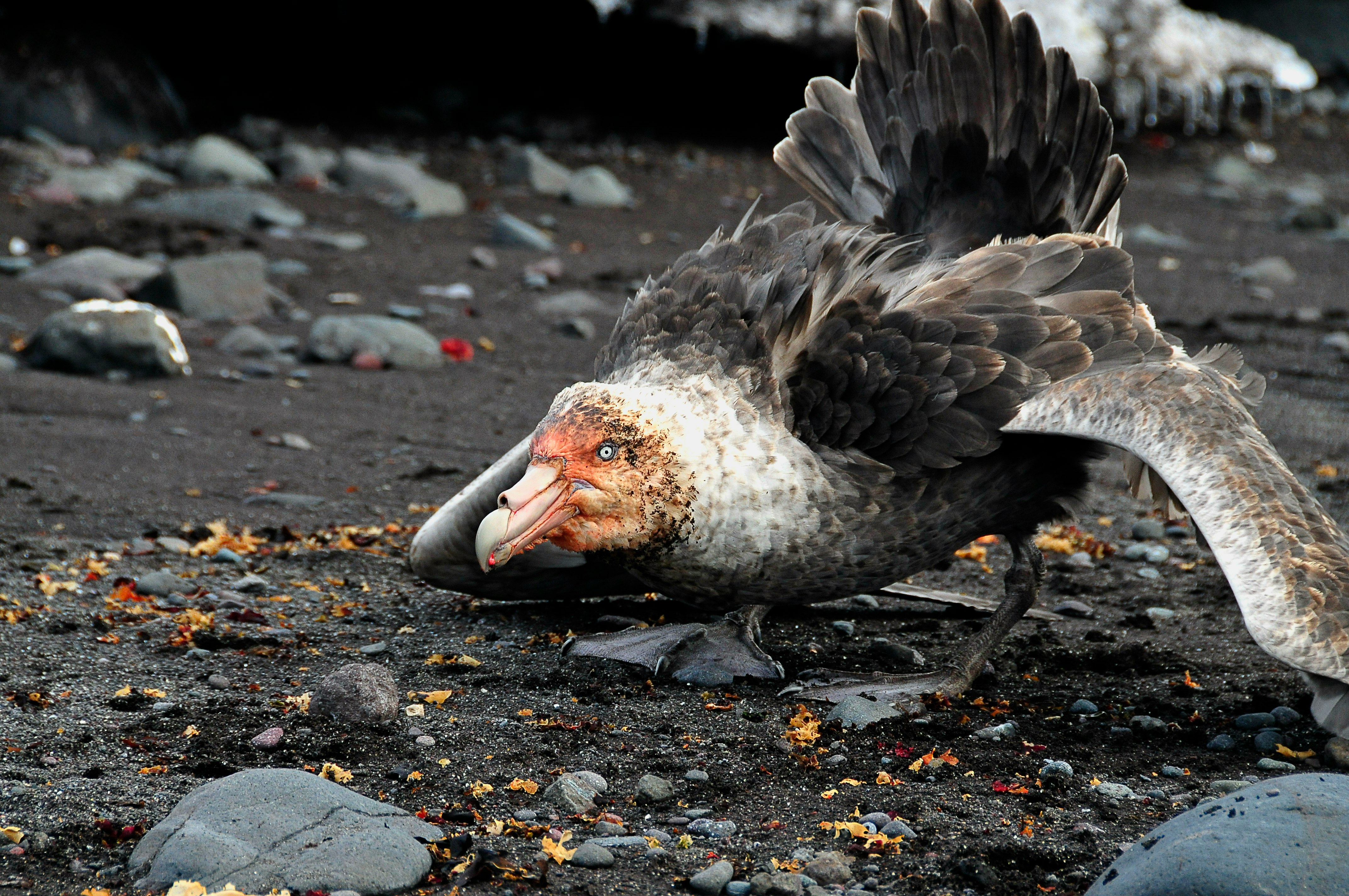A southern giant petrel uses the posture known as the seal master posture- wings outstretched, tail raise and beak pointed at the enemy - to guard its meal from an intruder. 