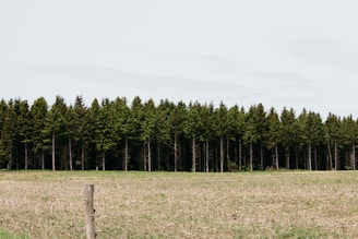 green grass field and trees scenery