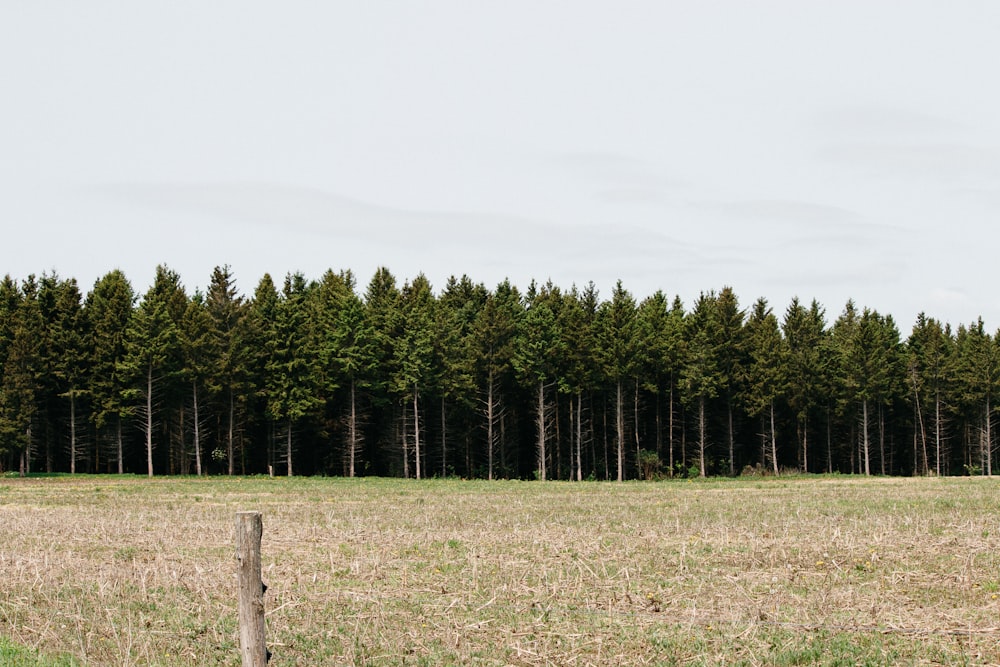 campo de hierba verde y paisaje de árboles