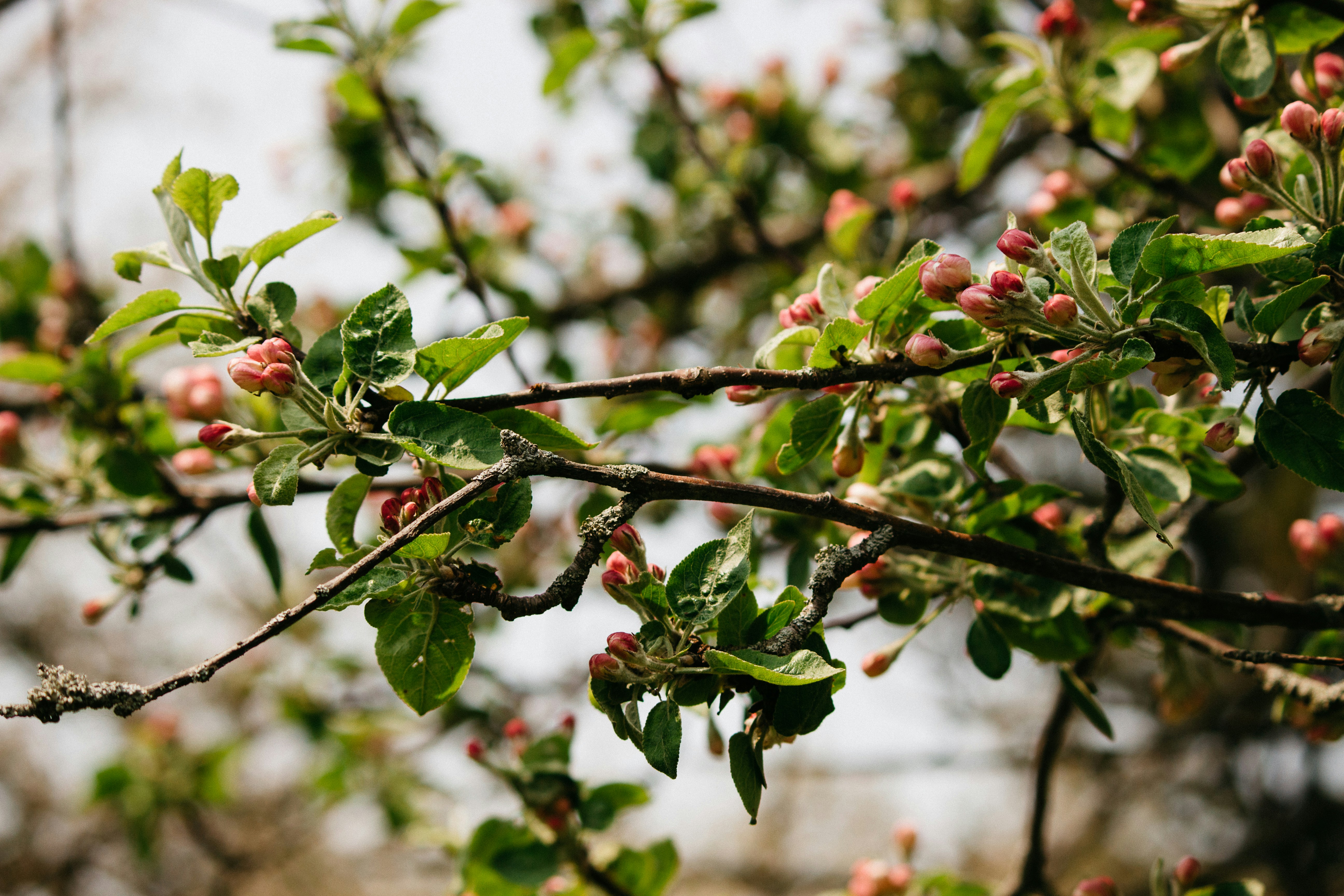 Photo by captainflowers