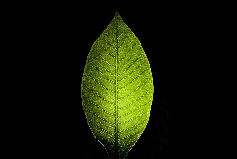 1000+ Green Leaf Pictures  Download Free Images on Unsplash