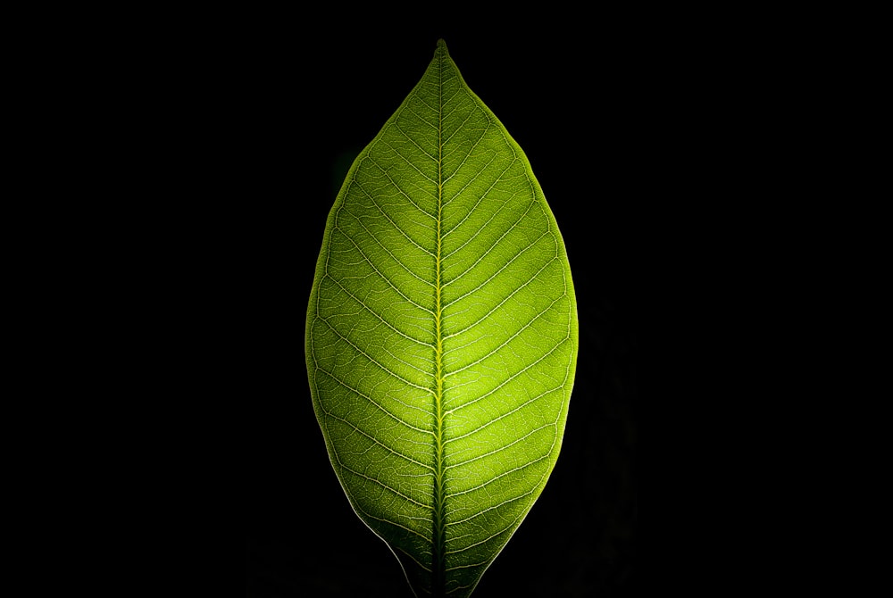 green leaf illustration