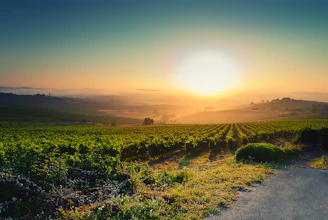 A traveler enjoying a quiet moment overlooking a sunlit vineyard.