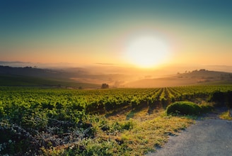A warm, inviting photo of a local guide showing visitors the vineyards at sunset.