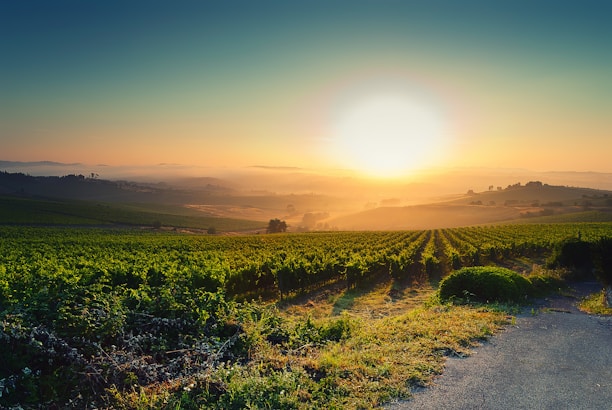 A warm, inviting photo of a local guide showing visitors the vineyards at sunset.