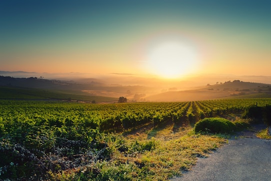 A serene landscape with rolling vineyards stretching out towards the horizon under a clear sky. The sun is setting, casting a warm, golden light over the fields, which creates a tranquil and picturesque scene. The path in the foreground leads into the vineyards, inviting exploration.
