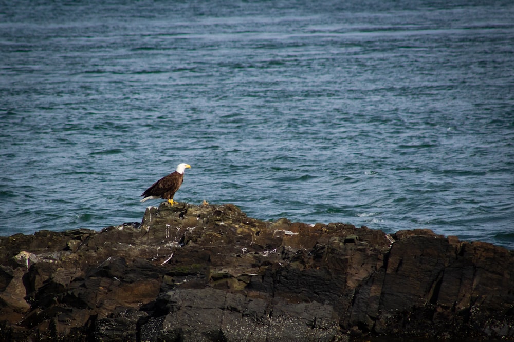 hawk on rock near sea