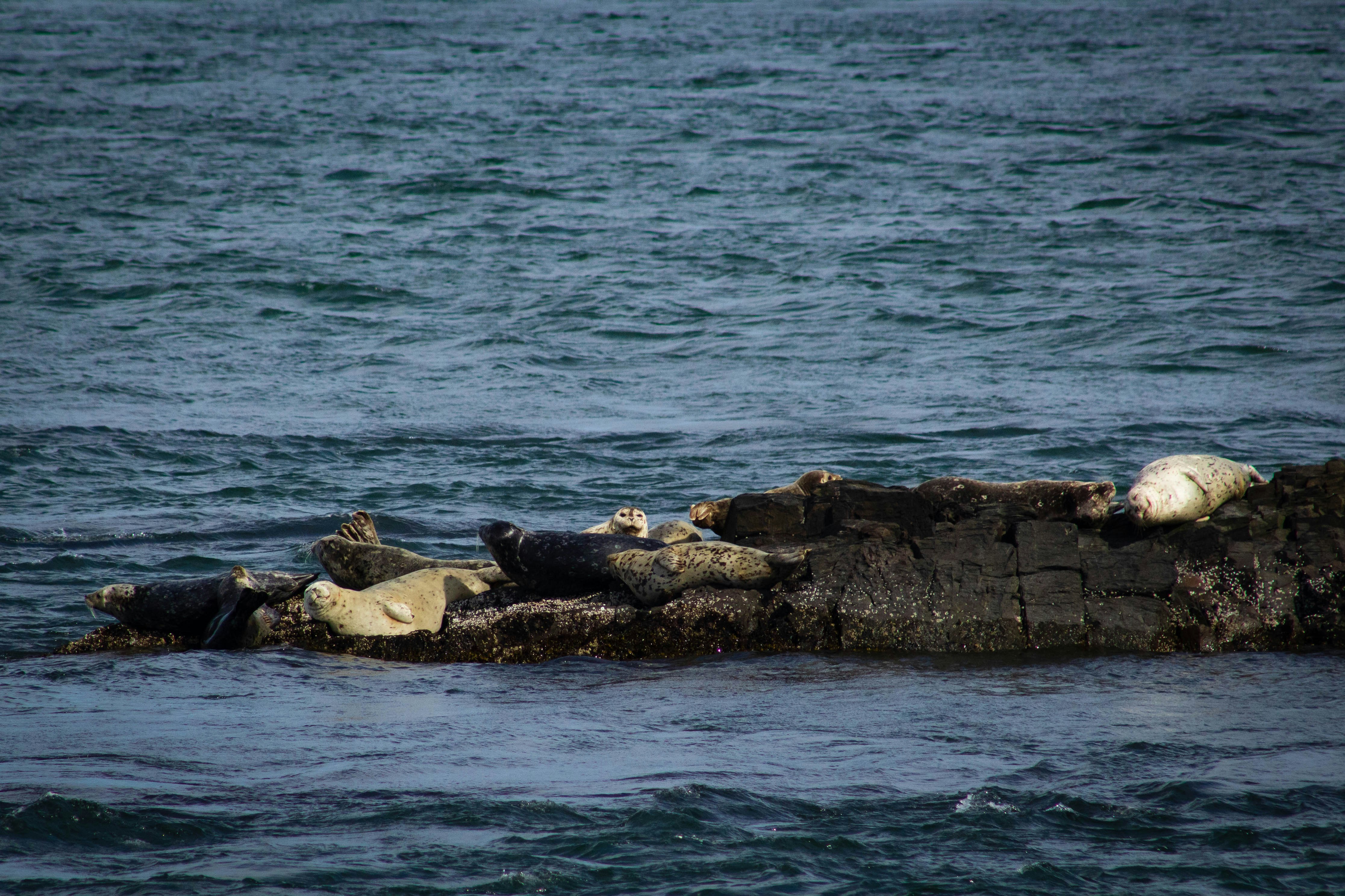 seals near ocean