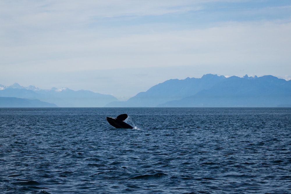 Uma baleia jubarte mergulha fora da água