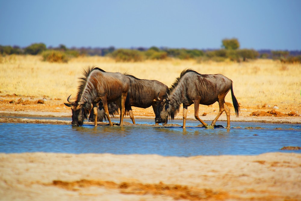 three wildebeest drinking during daytime