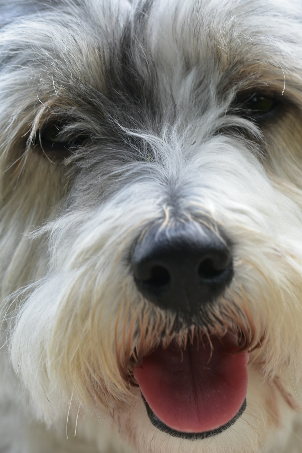 closeup photo of white and black dog