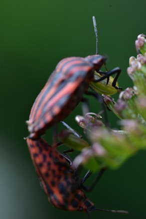 Two red and black striped insects are perched on a plant stem. The image captures the detailed texture of their exoskeletons, with delicate antennae and legs visible. The background is a soft focus green, enhancing the vivid contrast of the insects' colors against the plant.